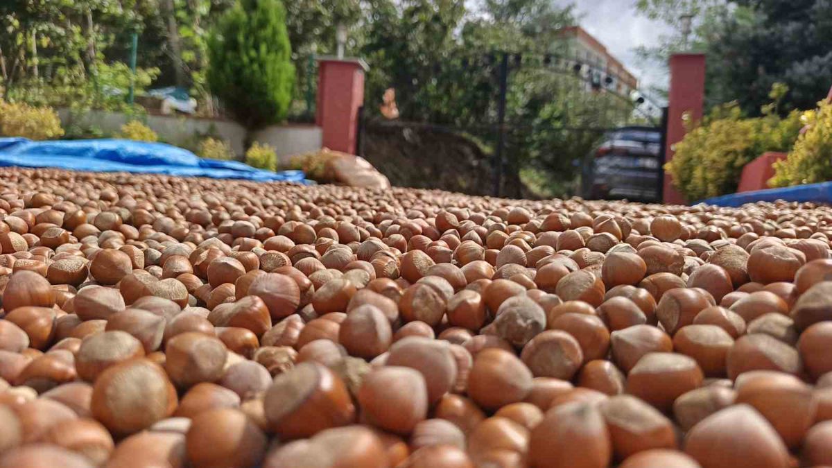 Ordu’da hasat sonrası kurutma mesaisi sürüyor: üreticiler fındığını güneşte harmanlayarak randımanını korumaya çalışıyor